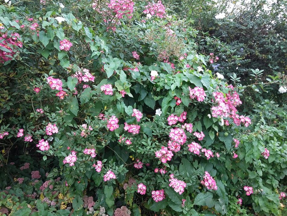 Image31