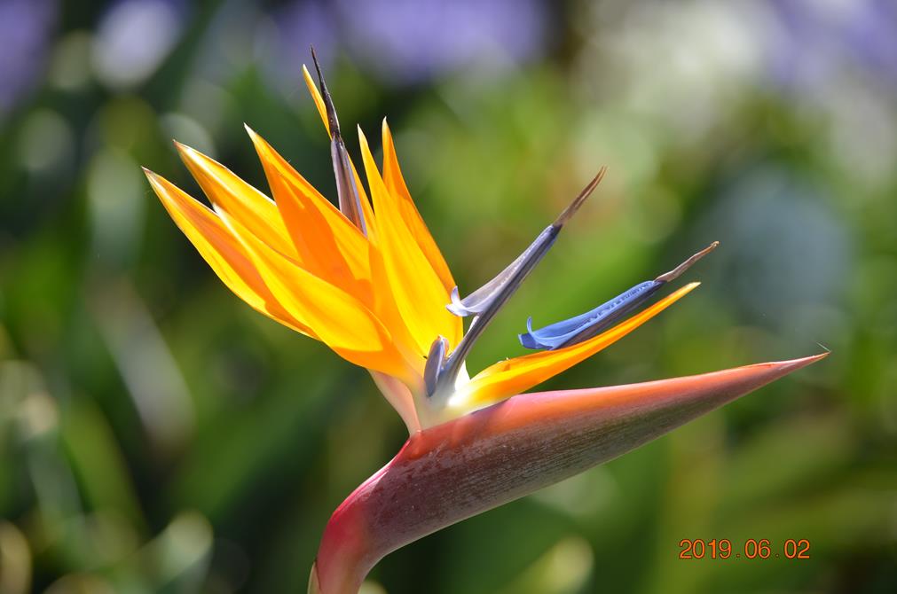 Oiseau de Paradis
