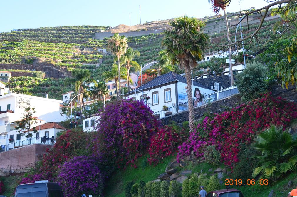 Bougainvilliers et en arrière plan bananeraie