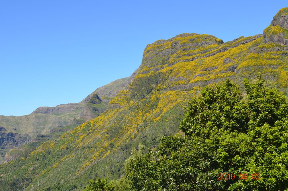 Les genets habillent les rochers